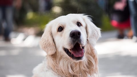 Evde köpek eğitimi nasıl verilir?